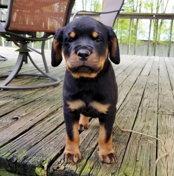 Bellissimo cuccioli di rottweiler (maschio e femmina) in regalo