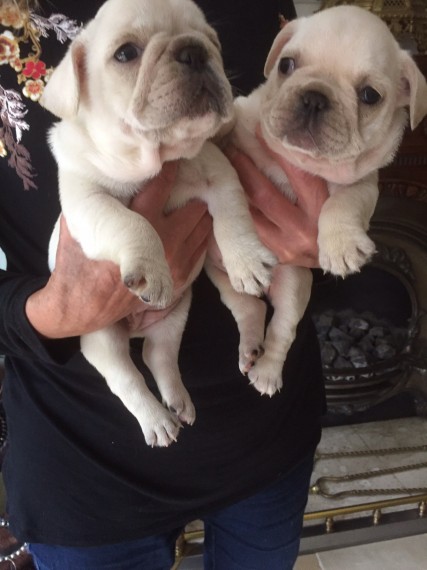 REGALO Cuccioli di Bulldog Francese