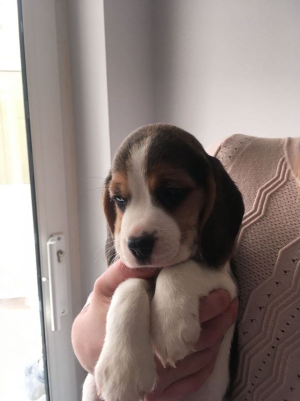 Regalo beagle cuccioli  Disponibili splendidi cuccioli di beagle di prestigiosa genealogia seleziona
