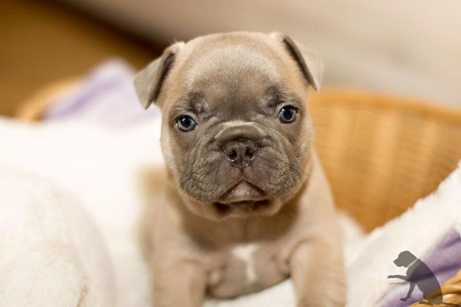  regalo cuccioli di Bulldog Francese disponibili per l'adozione