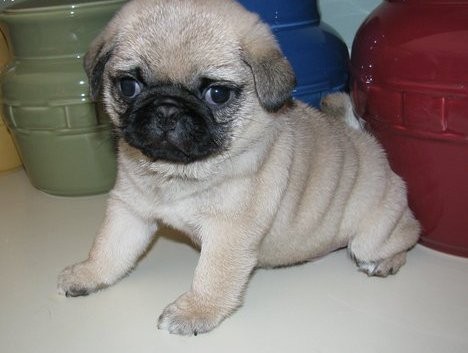 Dolci cuccioli di carlino