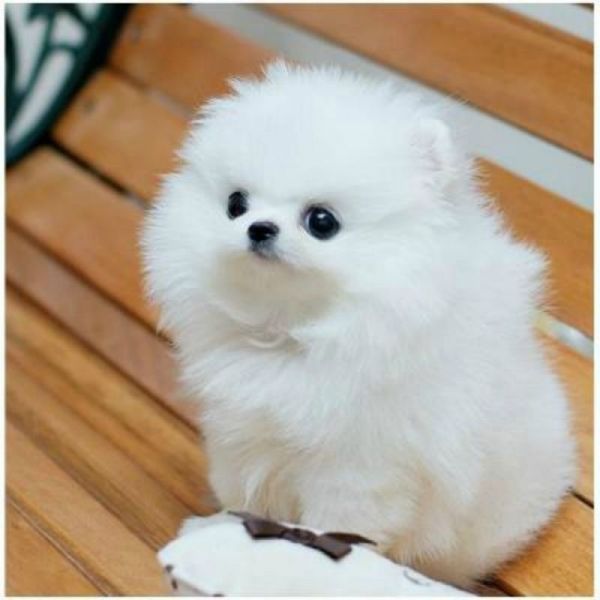  Regalo volpino di pomerania italiano CUCCIOLI  Adorabili volpino di pomerania cuccioli femminucce e