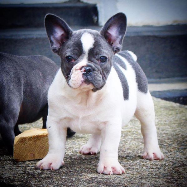  molto bella e sani cuccioli di bulldog francese per adozione  