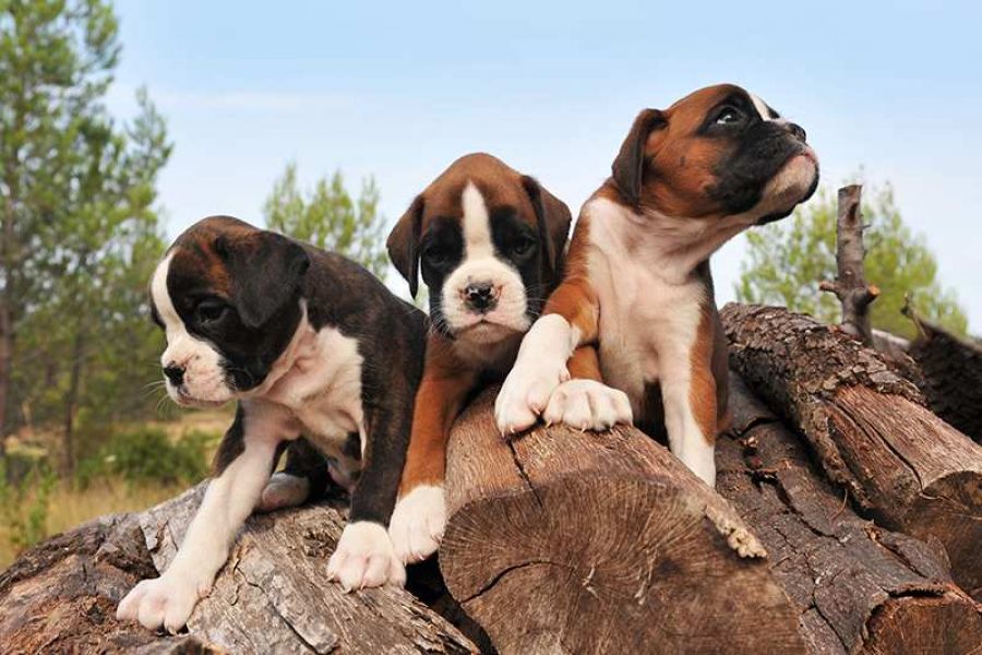 Cuccioli boxer alta genealogia