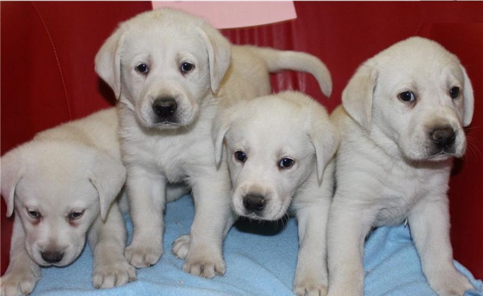 REGALO Bello Labrador