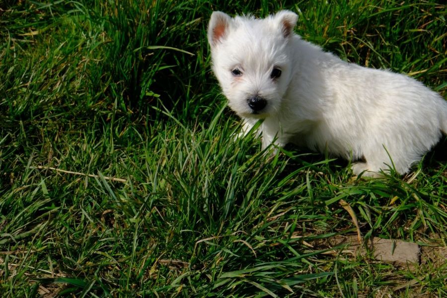 Kc registrato West Highland Terrier