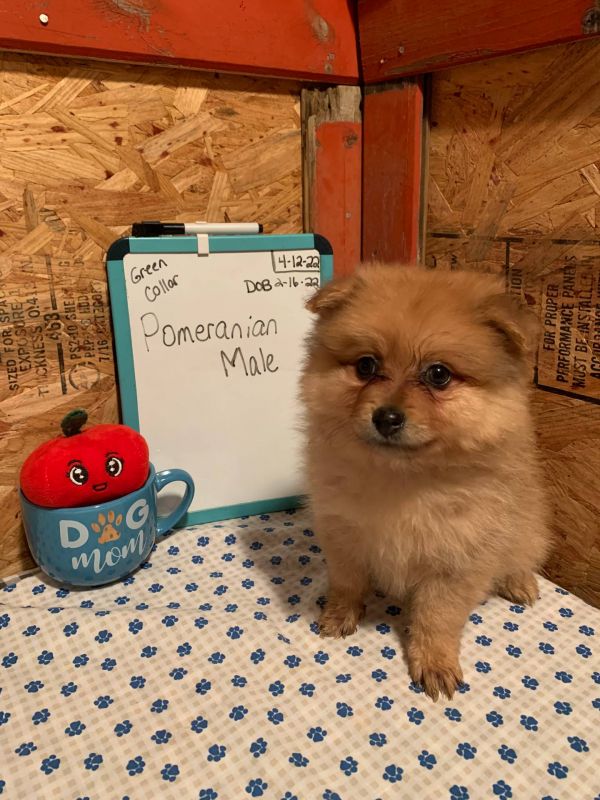   Bellissimi cuccioli di Volpino Pomerania E-MAIL  (marieiris783@gmail.com)
