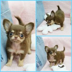Regalo Cuccioli di Chihuahua