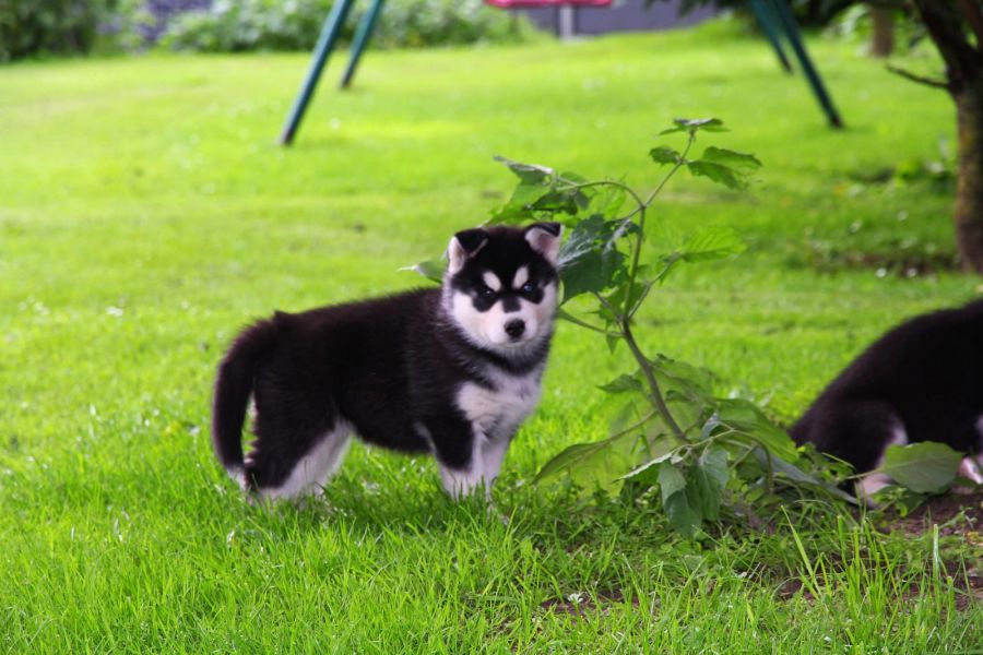  regalo cuccioli di Sibarian Husky disponibili per l'adozione