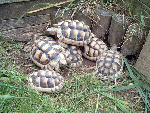 Sano tartaruga radiata Geochelone (T. hermanni boettgeri) (T. graeca ibera (T. marginata marginat