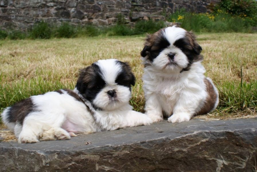 REGALO Cuccioli Shih Tzu