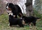 Cuccioli Il Bovaro del Bernese  Cuccioli Il Bovaro del Bernese!!