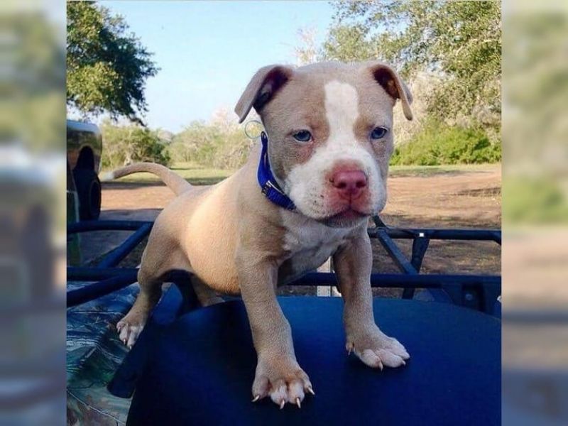 Cuccioli di miniature bull terrier  ( per regalo )