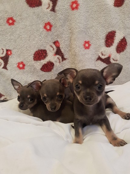 REGALO Cuccioli dolce e bella chihuahua toy Stiamo dando questi nostri cuccioli sani maschi e femmin