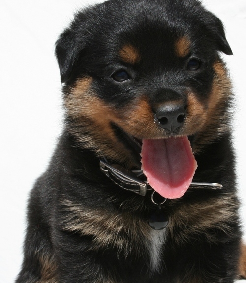  cuccioli di ROTTWEILER   per adozione ( maschio e femmina )