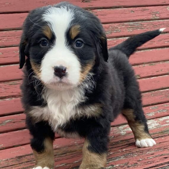 Cuccioli bovaro del bernese in Regalo