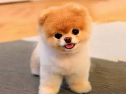  REGALO CUCCIOLI DI VOLPINO POMERANIA CON PEDIGREE Regalo cuccioli di volpino Pomerania con pedigree