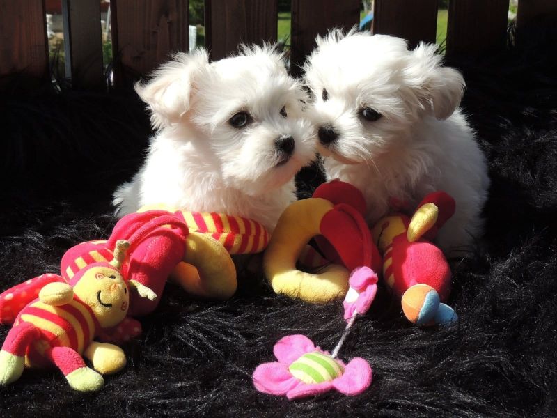 Regalo cuccioli di Micro maltese disponibili per l'adozione