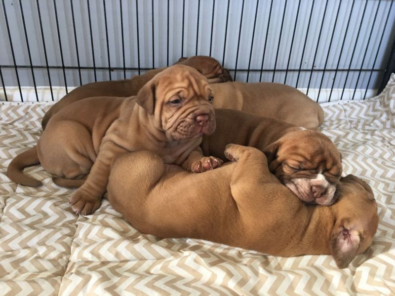 Molto bella e sani  cuccioli di bullmastiff   per adozione maschi e femmine disponibili (gratis) 