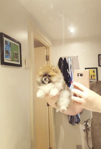  { Regalo Volpino di pomerania (spitz tedesco nano