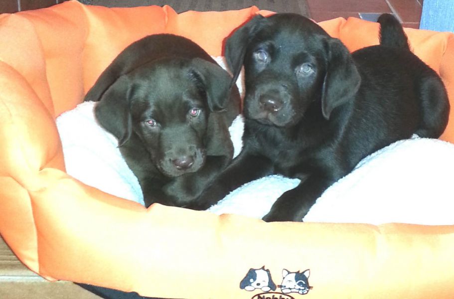 cuccioli di labrador  per adozione ( maschio e femmina )