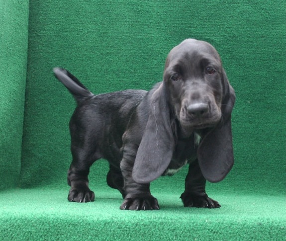 Regalo BELLISSIMI CUCCIOLI DI Basset Hound Fantastici cuccioli di Basset Hound con libretto sanitari