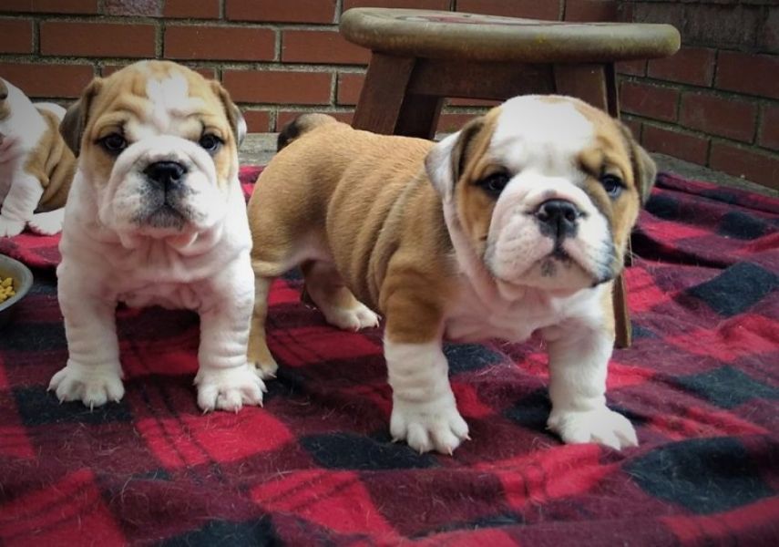 Regalo Bulldog inglese cuccioli disponibili