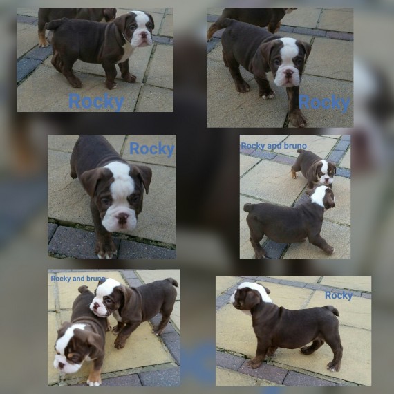 Regalo Bulldog inglese cuccioli disponibili