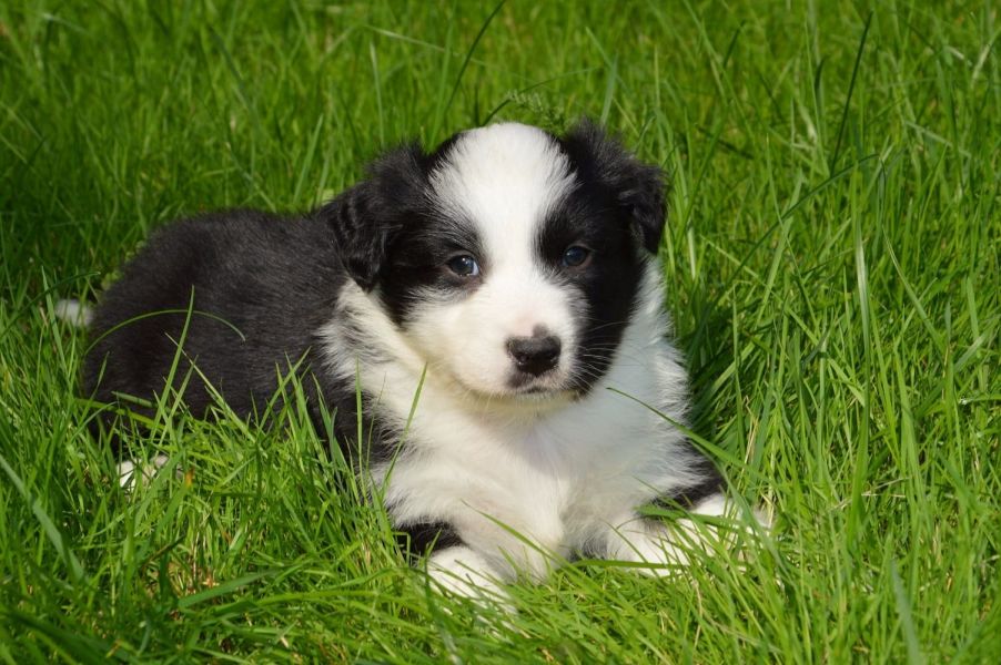 Cuccioli di AUSTRALIANO PASTORE  ( per regalo )