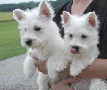 Molto bella e sani cuccioli di West highland per adozione maschi e femmine disponibili (gratis)