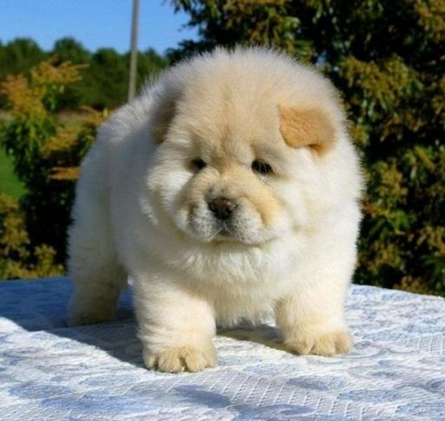 Adorabili cuccioli di chow chow femminucce e maschietti disponibili per l'adozione