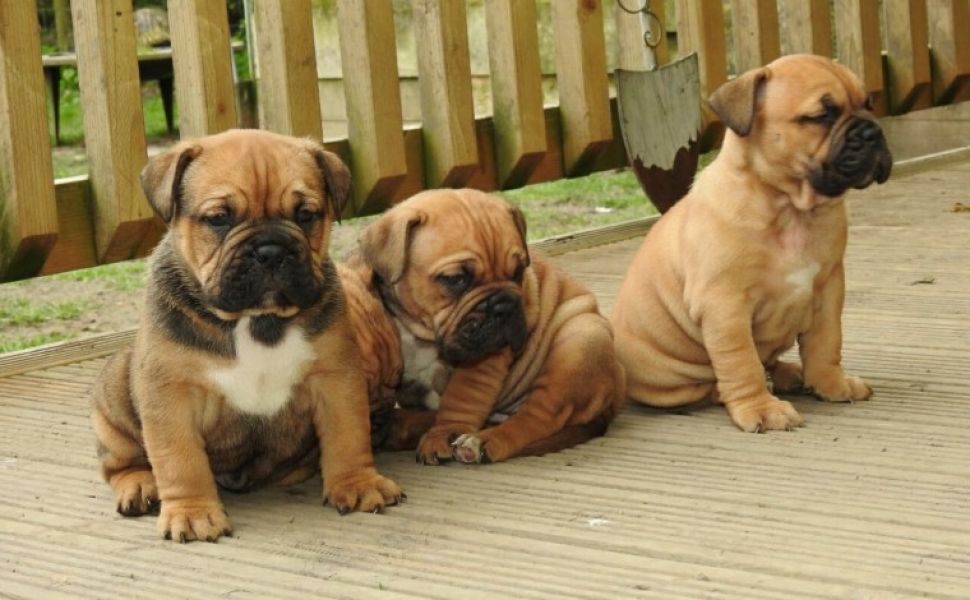 Regalo Cuccioli di dogue de bordeaux