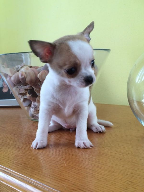 Coraggioso, cuccioli di chihuahua Micro mini toy