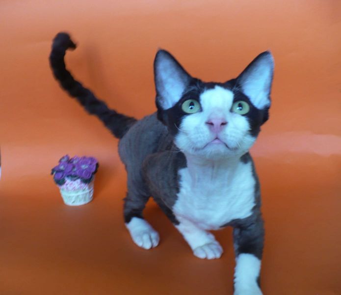 Gattini di Sphynx   ( per regalo )