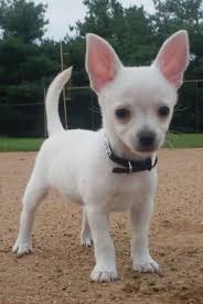 Adorabili cuccioli di chihuahua femminucce e maschietti disponibili per l'adozione cuccioli sono vac