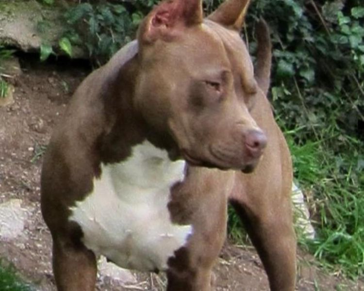  Regalo Cucciolo di pitbull in pronta consegna i cuccioli verranno Dato dopo 90 giorni dalla nascita