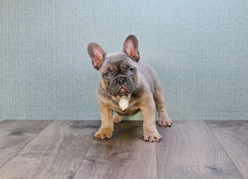 Regalo Cuccioli di Cane a Bulldog Francese