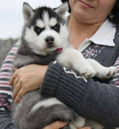 Regalo cuccioli di Siberian Husky