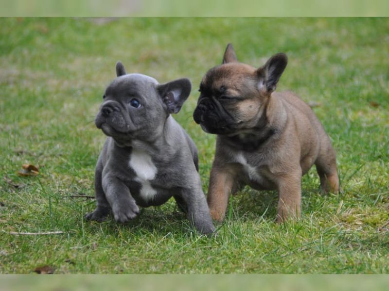 REGALO Cuccioli di Bulldog Francese