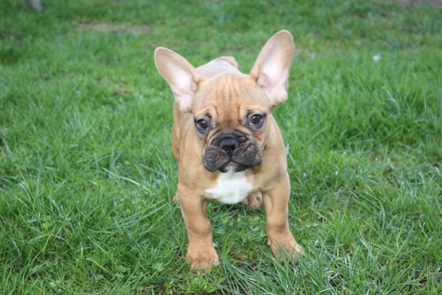 Adorabili cuccioli di Bulldog Francese femminucce e maschietti disponibili per l'adozione gratuita