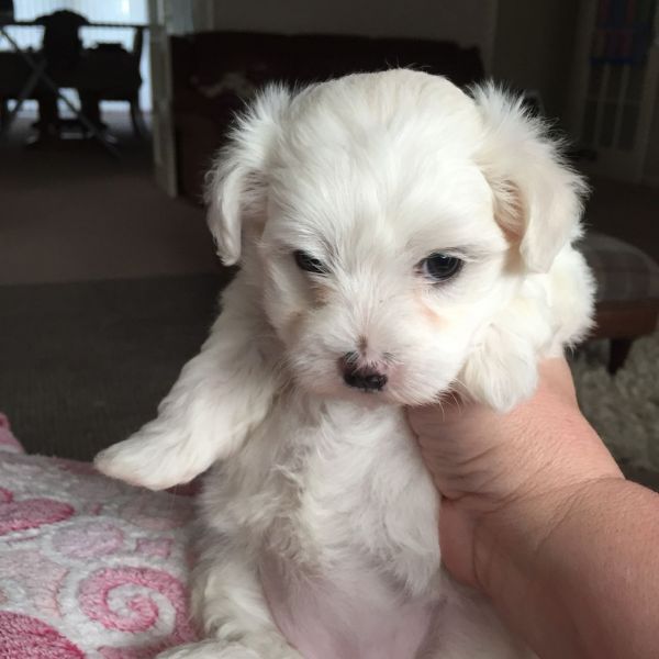 Adorabili cuccioli maltesi eccezionali