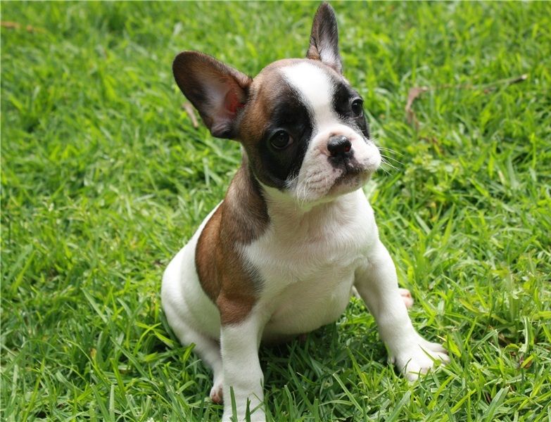 REGALO Cuccioli di Bulldog Francese