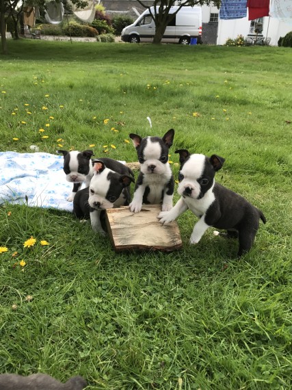 REGALO Cuccioli Boston terrier