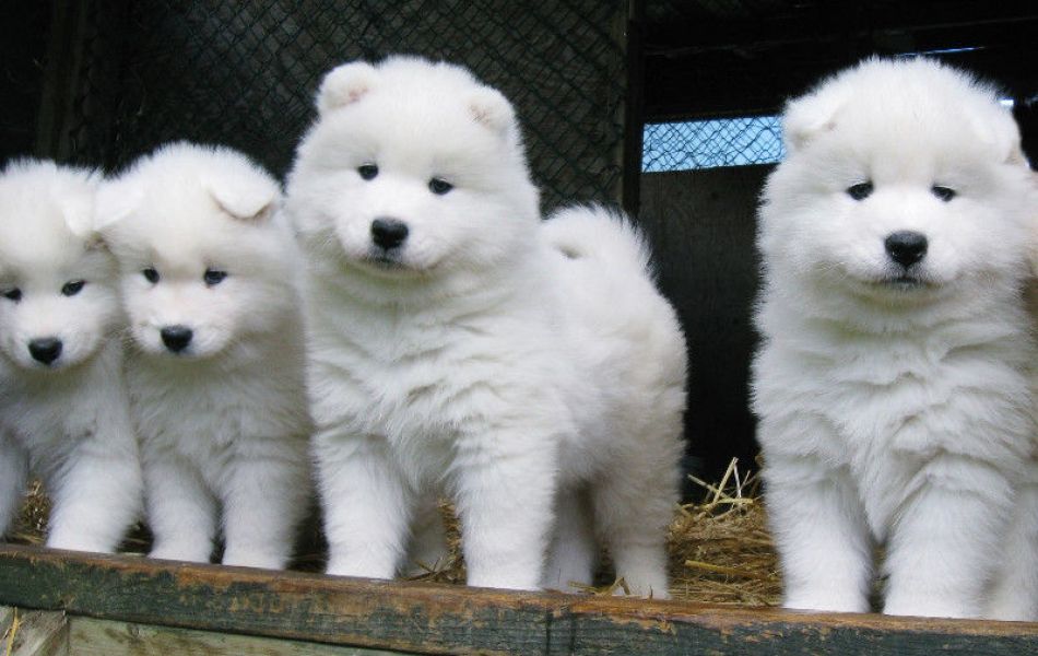 3 cuccioli di samoiedo