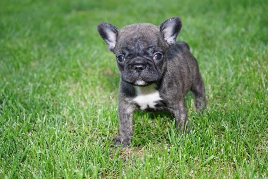 Cuccioli di razza bulldog francese per adozione 
