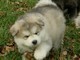 Cuccioli di Alaskan malamute