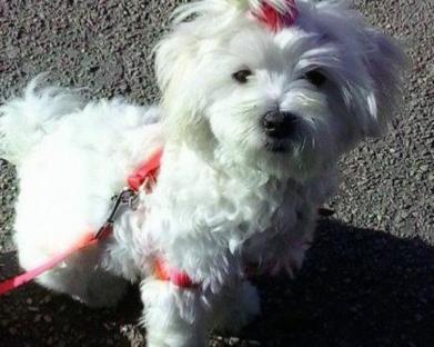 Regalo Stupendi Cuccioli Di Maltese Toy