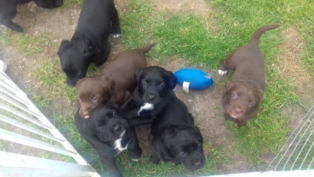 REGALO Cuccioli  di primavera