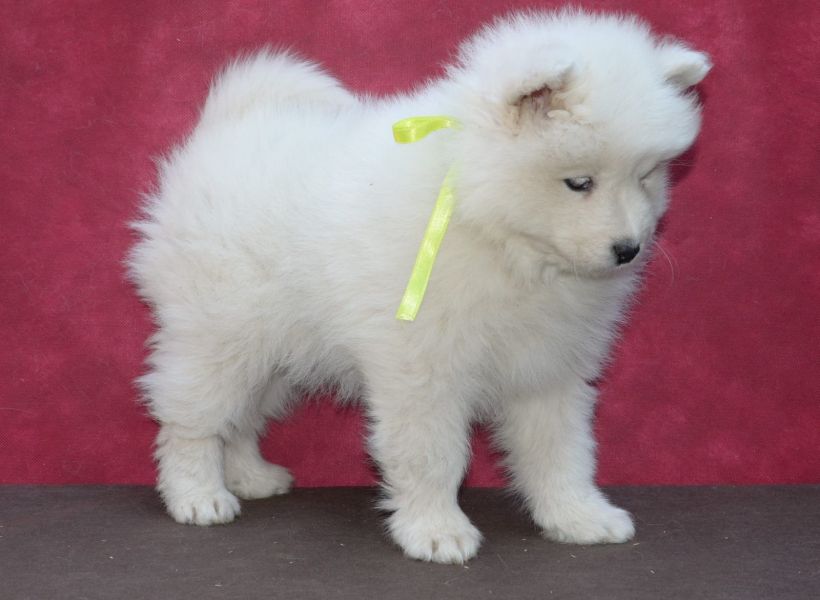  cuccioli di samoiedo  ( per regalo )