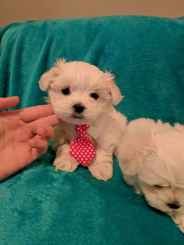 Cuccioli maltese mini toy con pedigree 